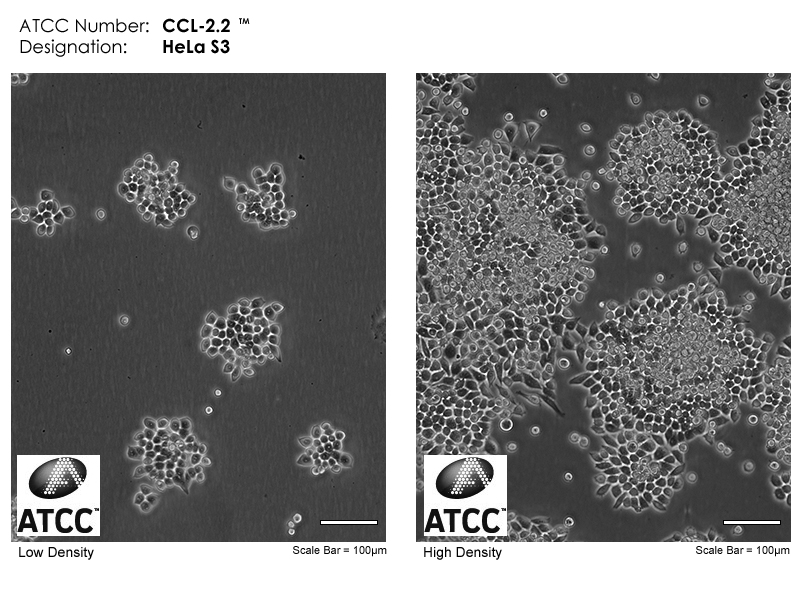 ATCC CCL-2.2 Cell Micrograph