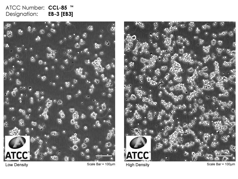 ATCC CCL-85 Cell Micrograph