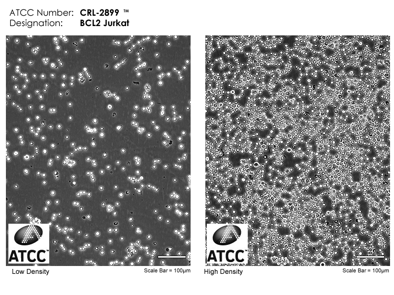 CRL-2899 Cell Micrograph