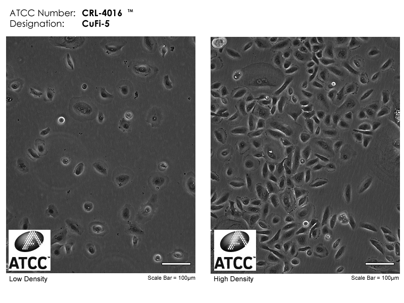 ATCC CRL-4016 Micrograph