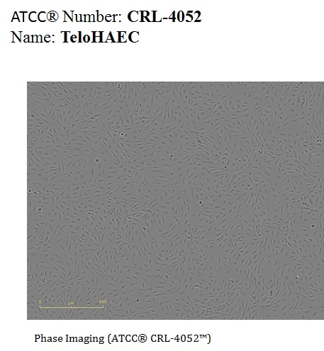CRL-4052 Cell Micrograph
