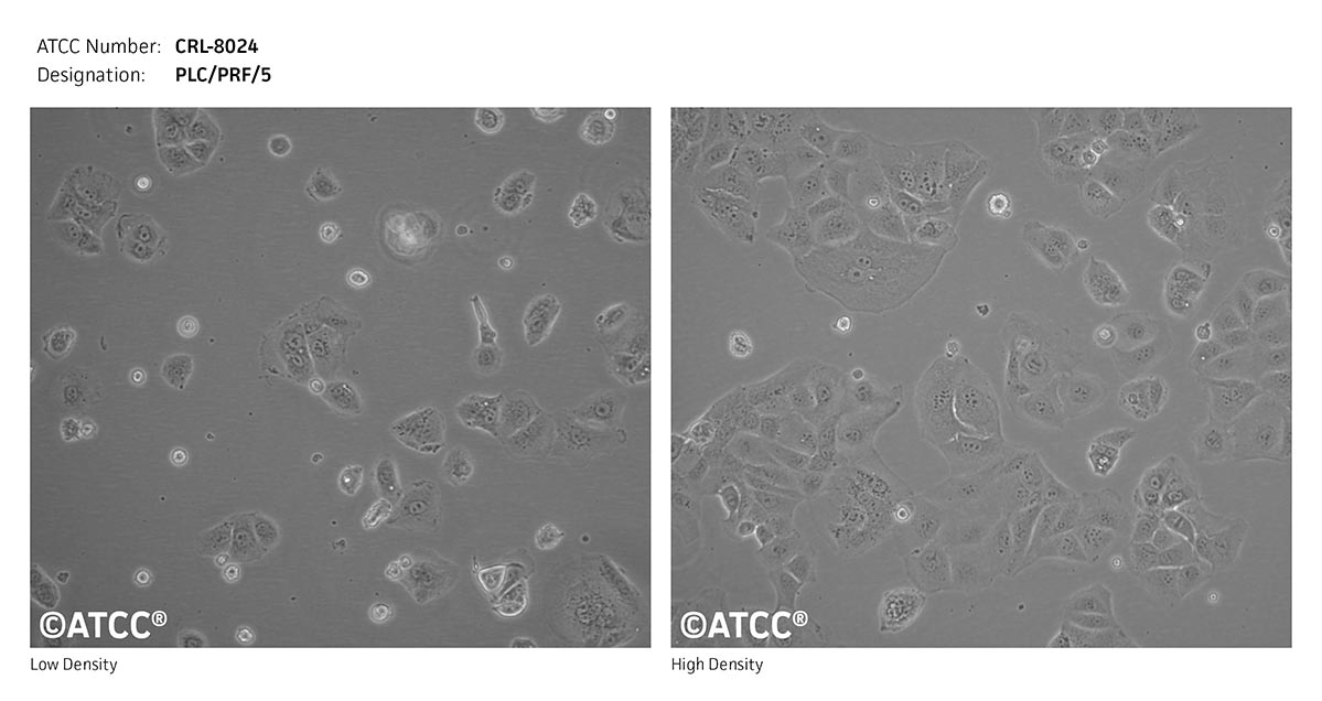 ATCC CRL-8024 Cell Micrograph
