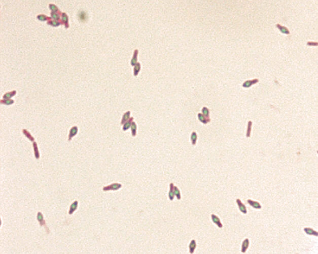 Introduction to Microbiology | ATCC