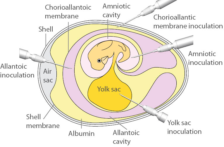 Virology Culture Guide Atcc 