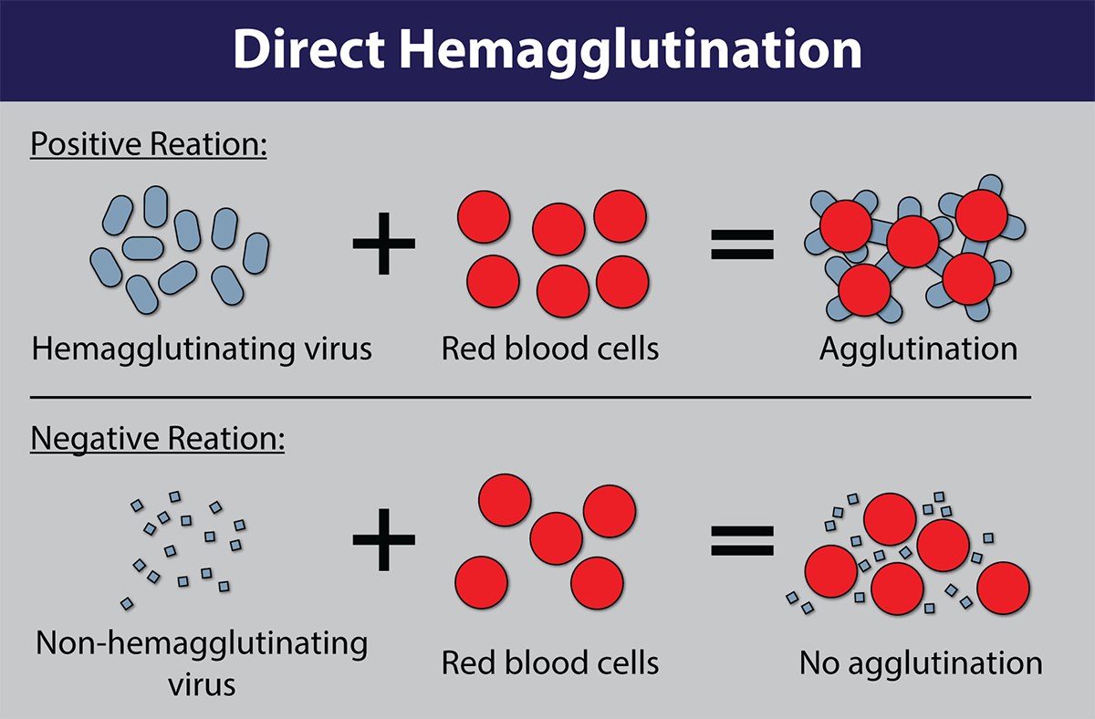 Virology Culture Guide | ATCC