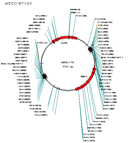 ATCC 87150 Vector map