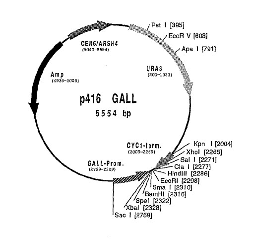 Vector map