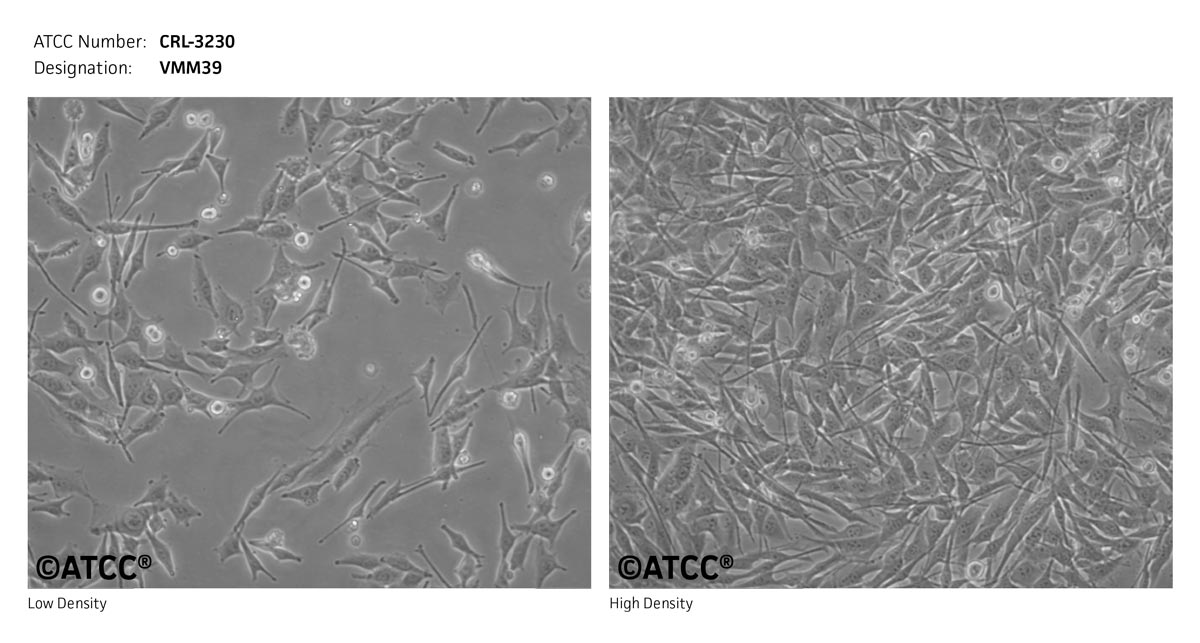 ATCC CRL-3230 Cell Micrograph
