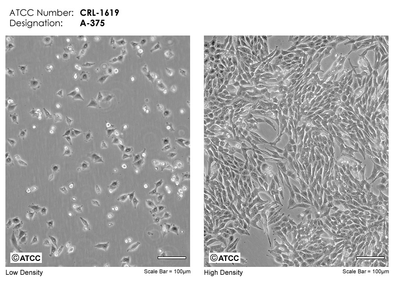 A-375 [A375] - CRL-1619 | ATCC