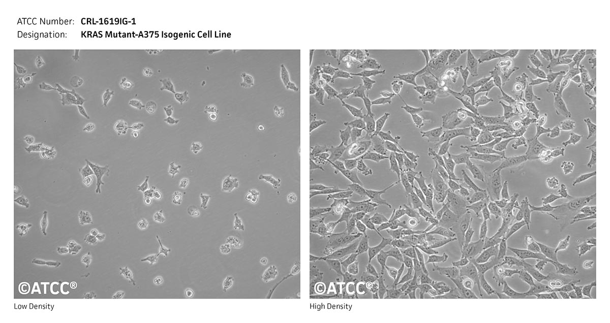 ATCC CRL-1619IG-1 KRAS mutant-A375 Isogenic Cell Line Cell Micrograph
