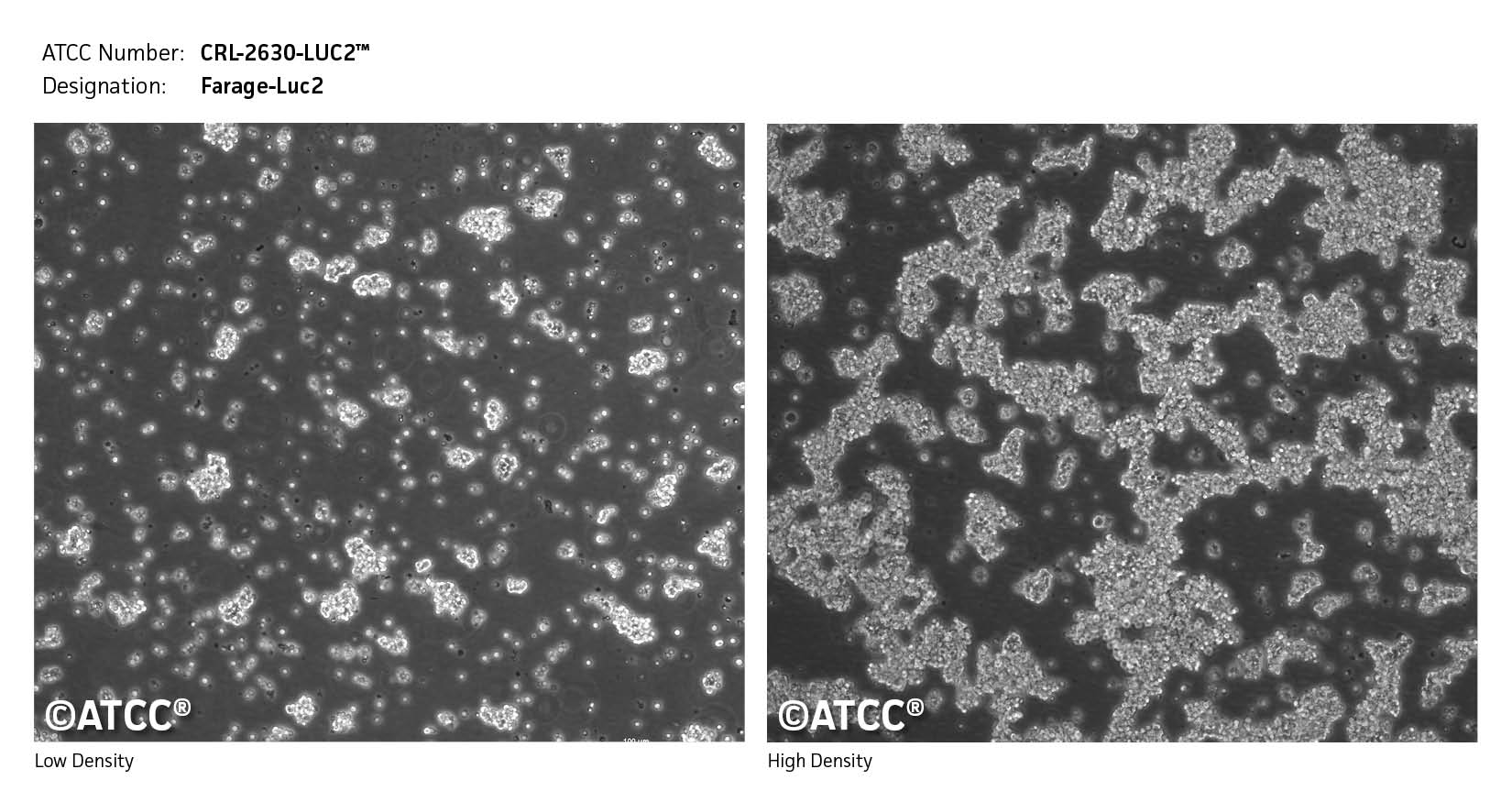 Cell Micrograph CRL-2630-LUC2