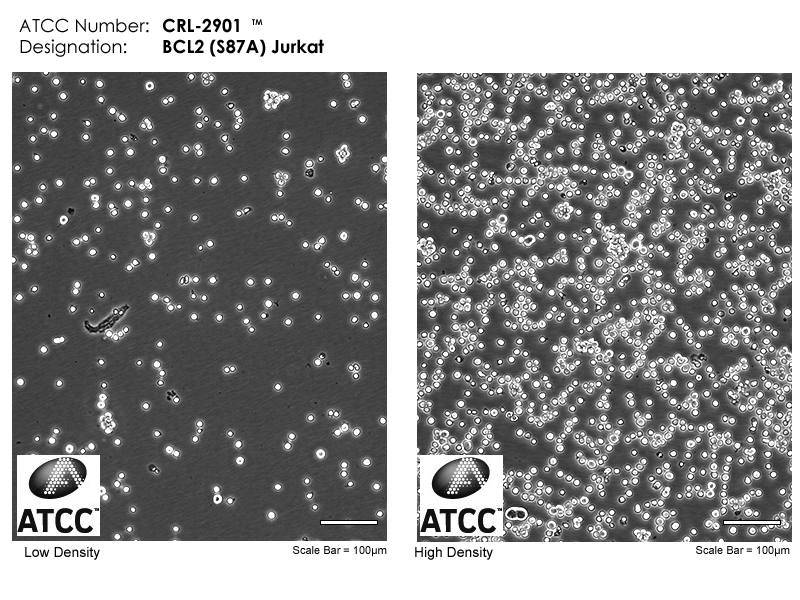 CRL-2901 Micrograph