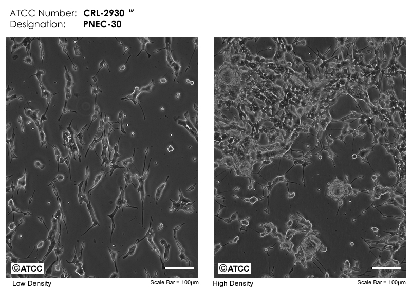 Pnec30 Atcc