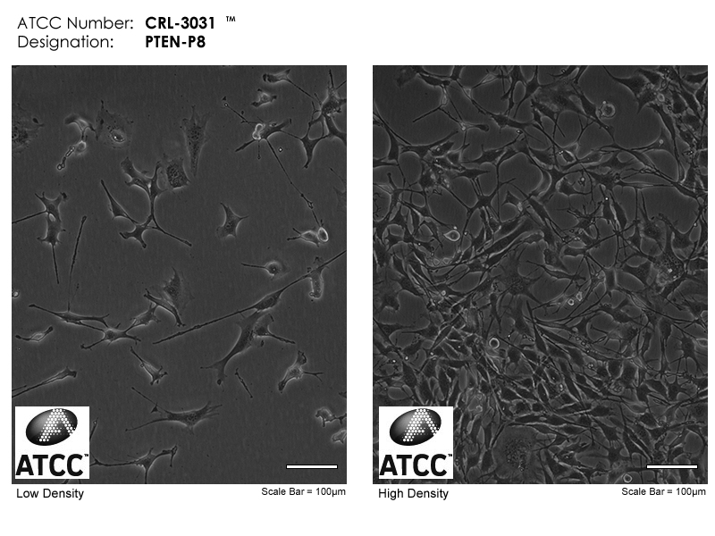 ATCC CRL-3031 Cell Micrograph