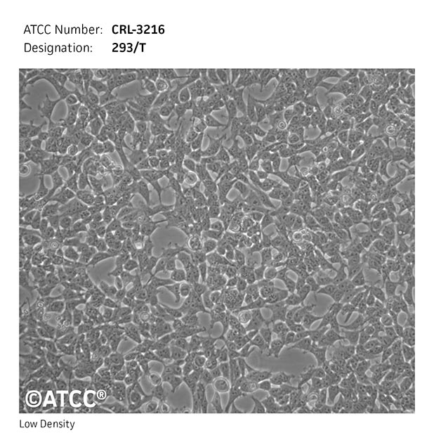 293T - CRL-3216 | ATCC