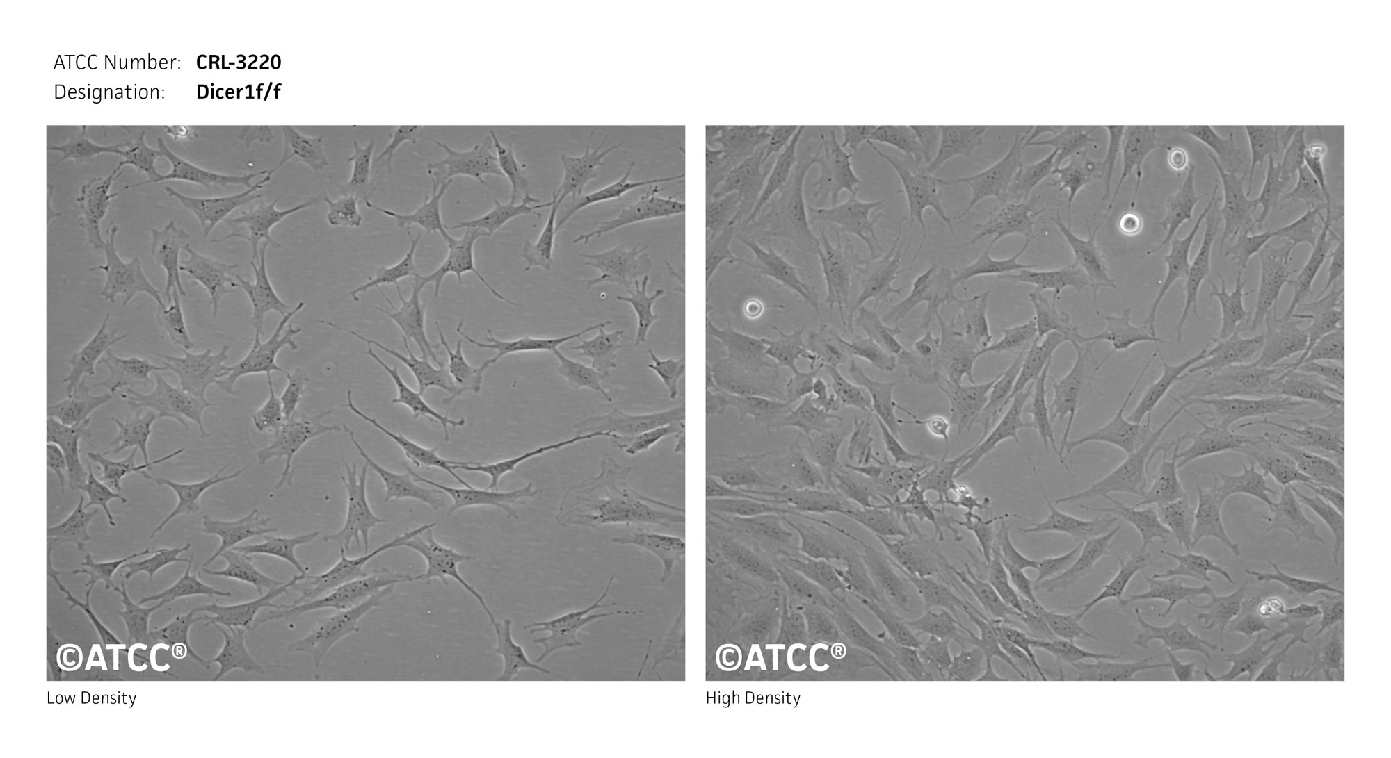 Cell Micrograph of Dicer 1f/f ATCC CRL-3220