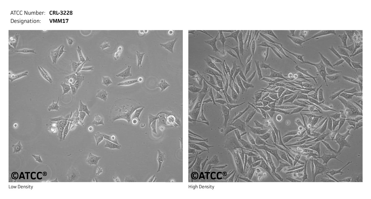 ATCC CRL-3228 Cell Micrograph