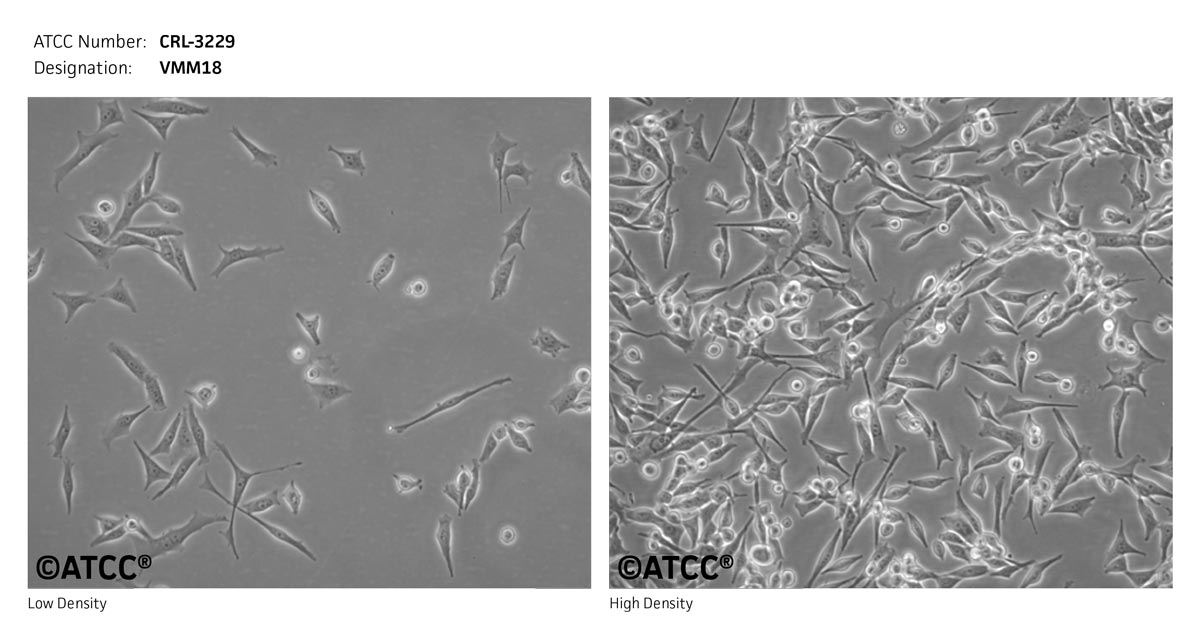ATCC CRL-3229 Cell Micrograph