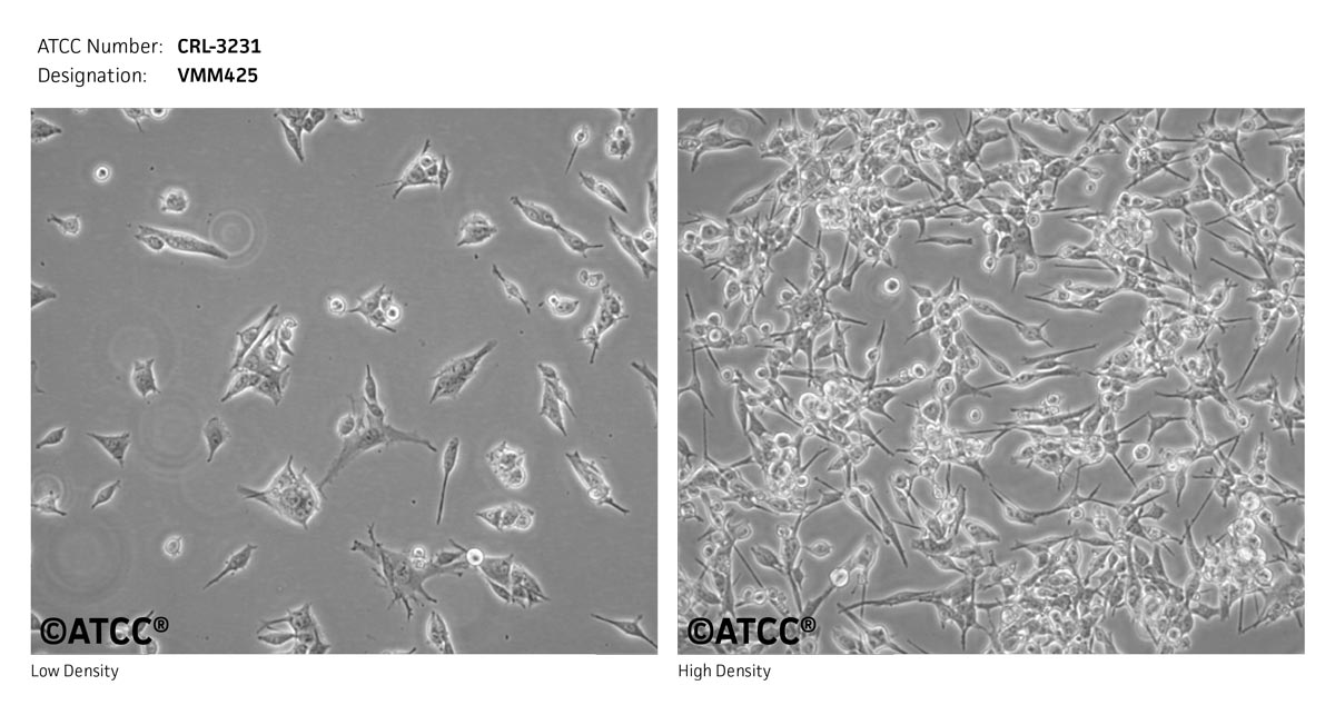 ATCC CRL-3231 Cell Micrograph