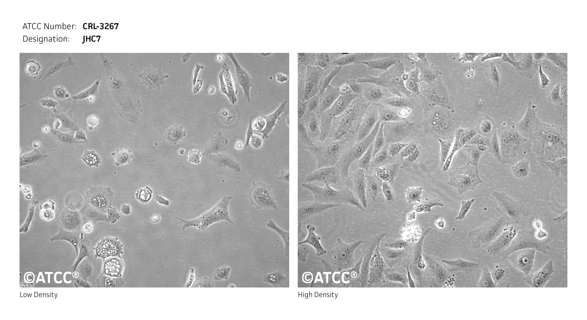 Cell Micrograph of JHC7, ATCC CRL-3267