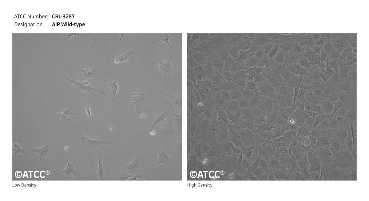 Cell Micrograph of ATCC CRL-3287