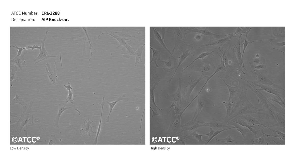 Cell Micrograph of ATCC CRL-3288