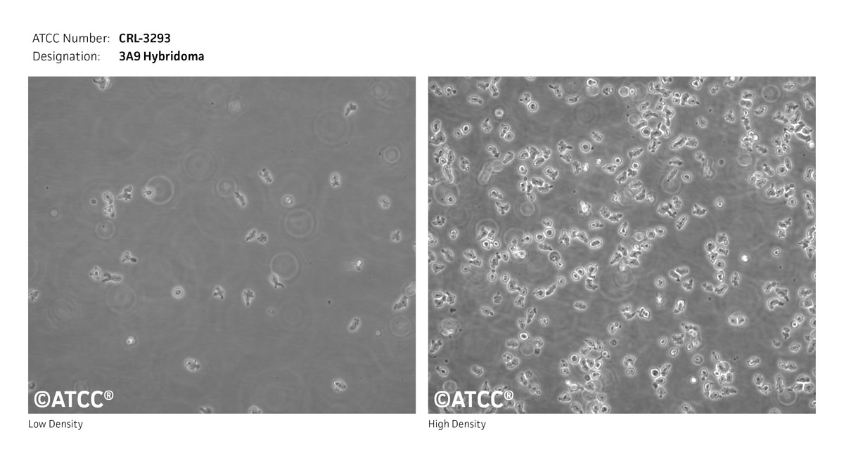 Cell Micrograph of ATCC CRL-3293, 3A9 Hybridoma