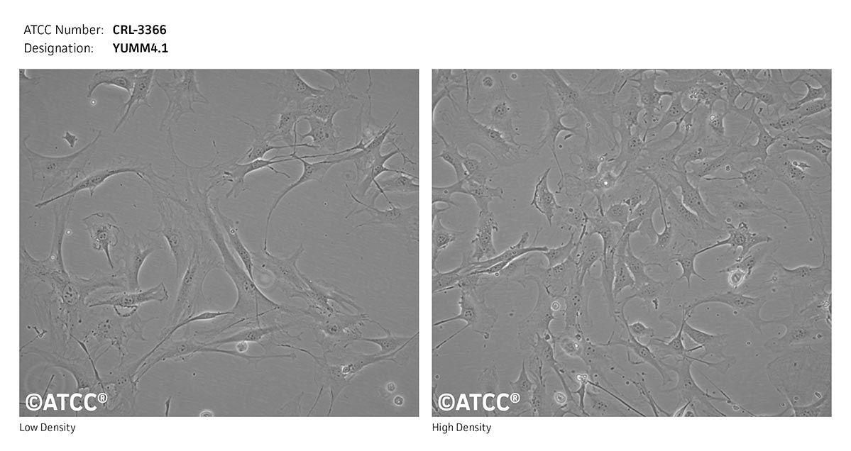 Cell Micrograph of YUMM4.1 cells, ATCC CRL-3366