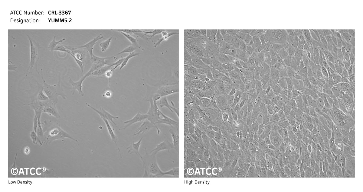 Cell Micrograph YUMM5.2 cells, ATCC CRL-3367