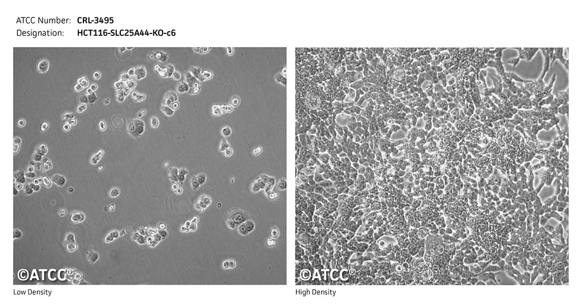 cell micrograph CRL-3495