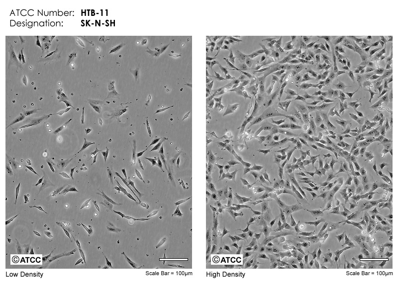 SK-N-SH - HTB-11 | ATCC