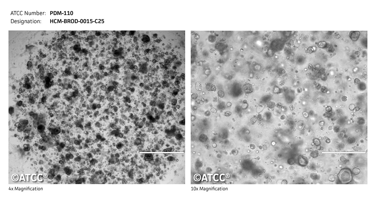 Cell micrograph for PDM-110