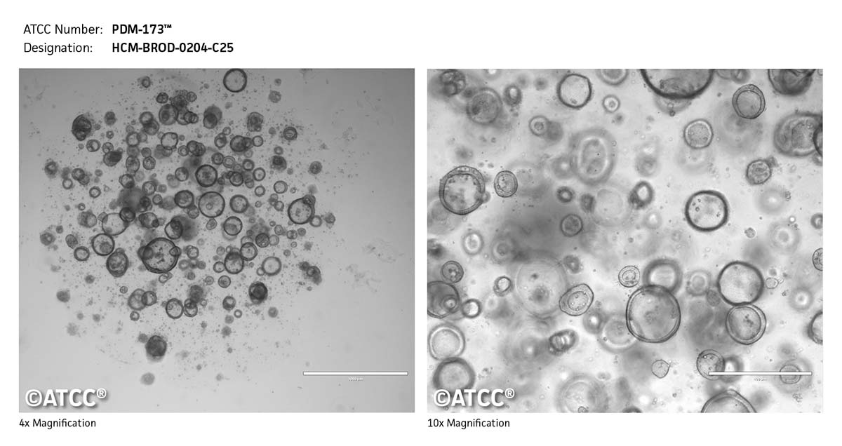 Cell Micrograph of PDM-173