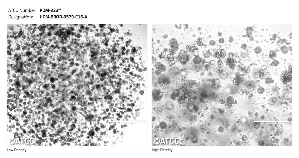 Cell Micrograph PDM-323