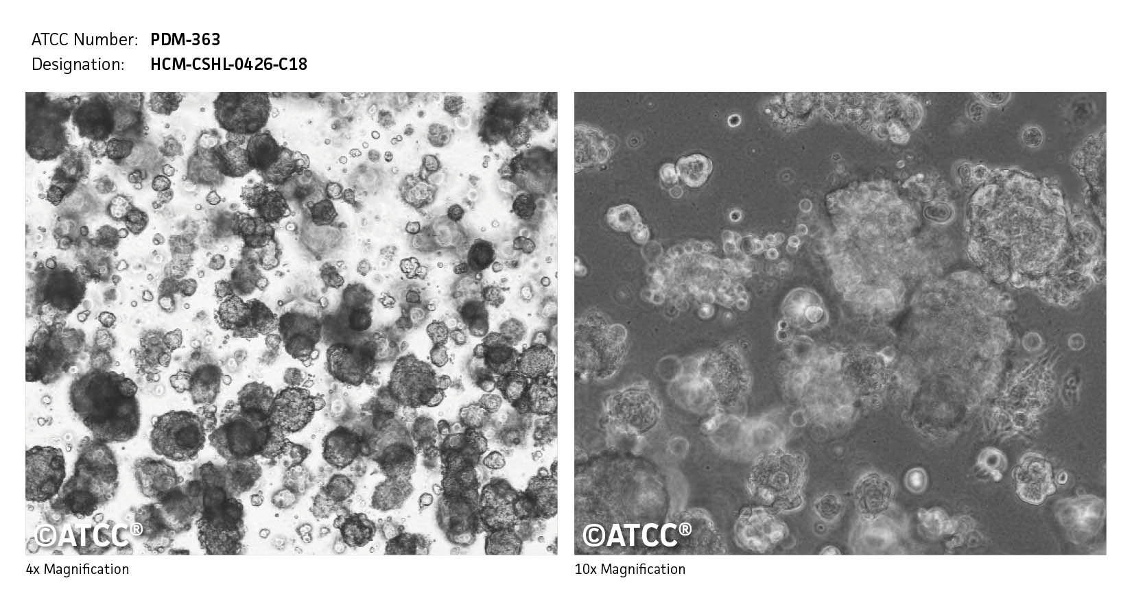 ATCC PDM-363 Cell Micrograph