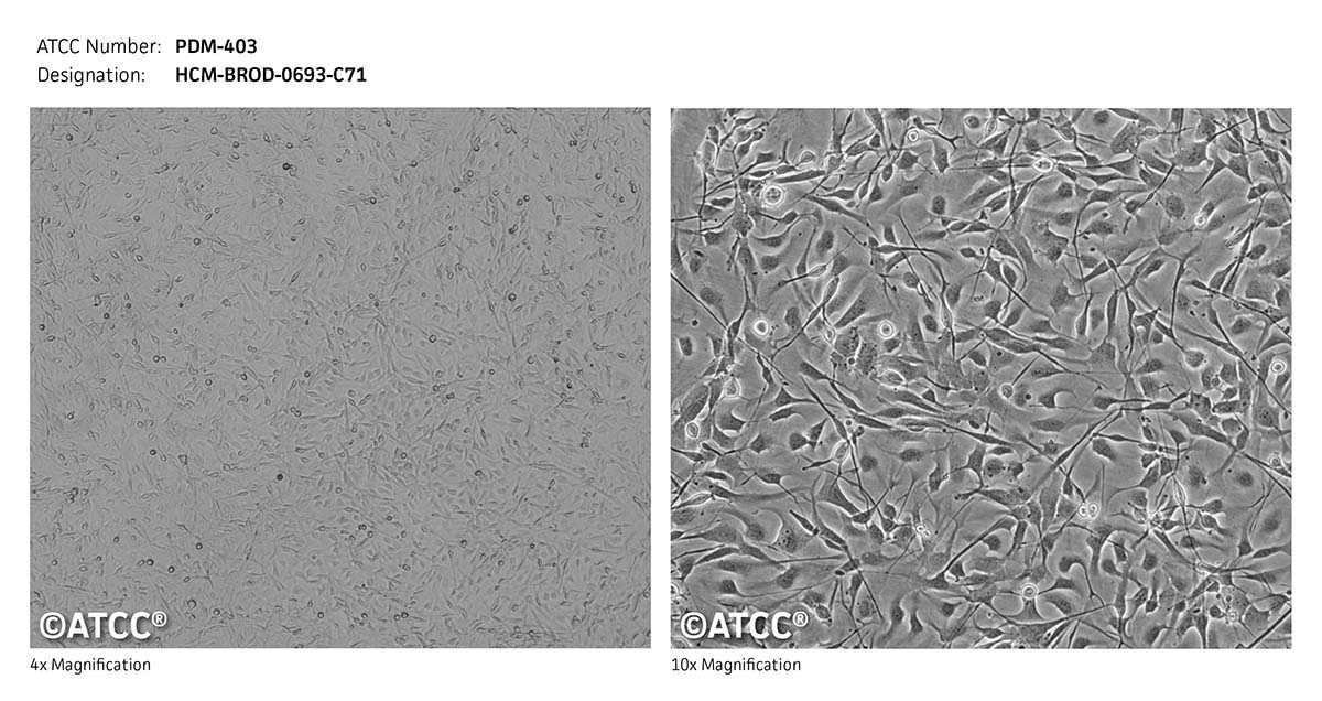 ATCC PDM-403 Cell Micrograph