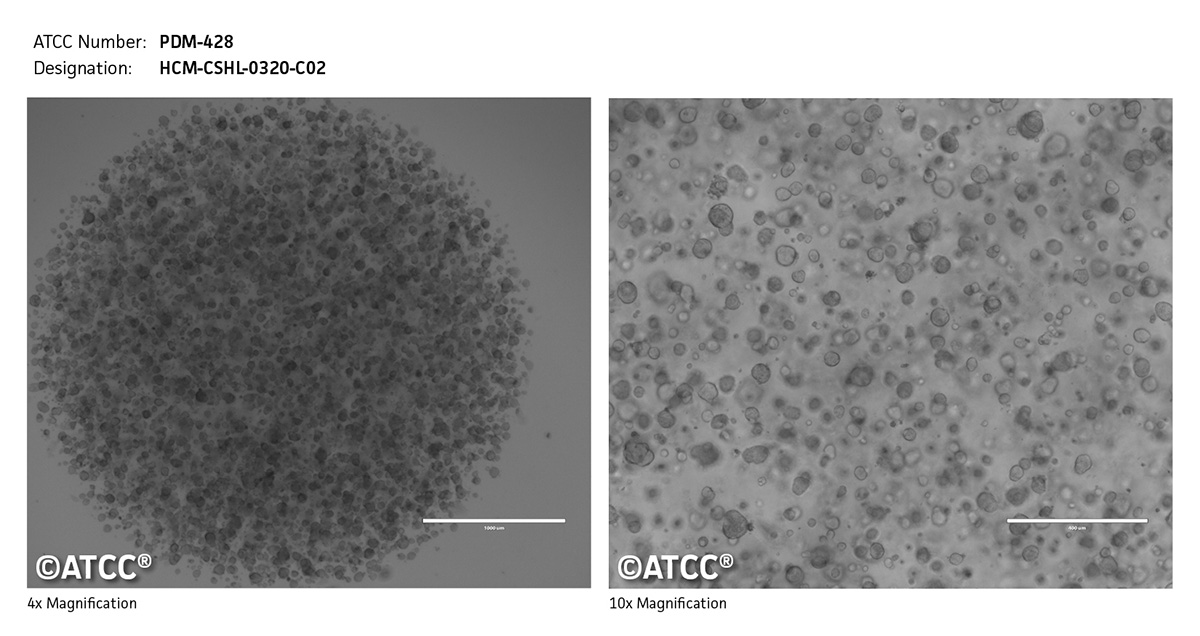 Cell micrograph PDM-428