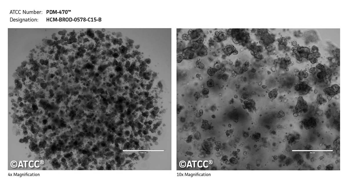 Cell micrograph of PDM-470