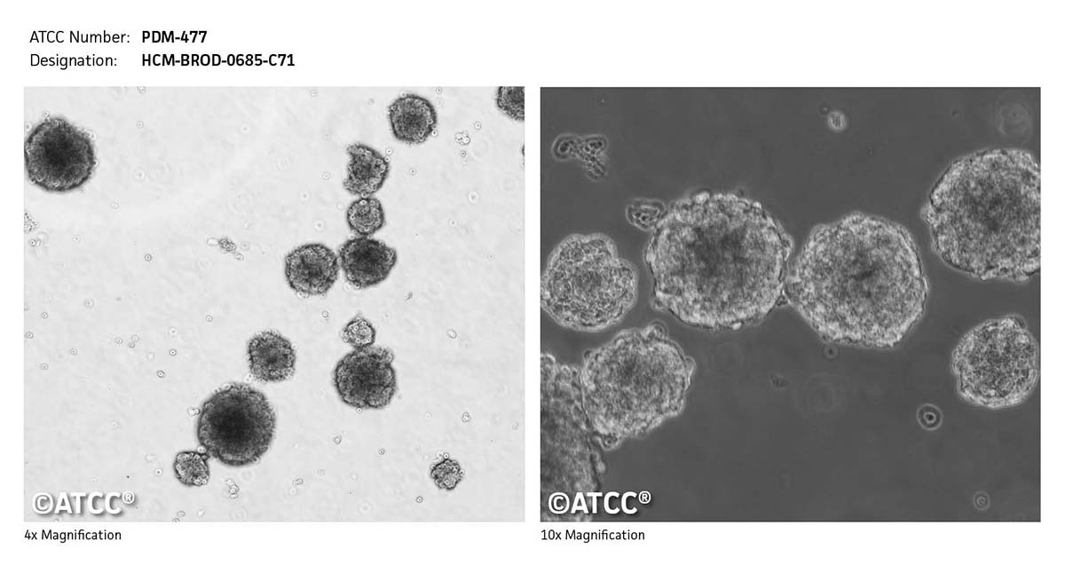 Cell micrograph of ATCC PDM-477