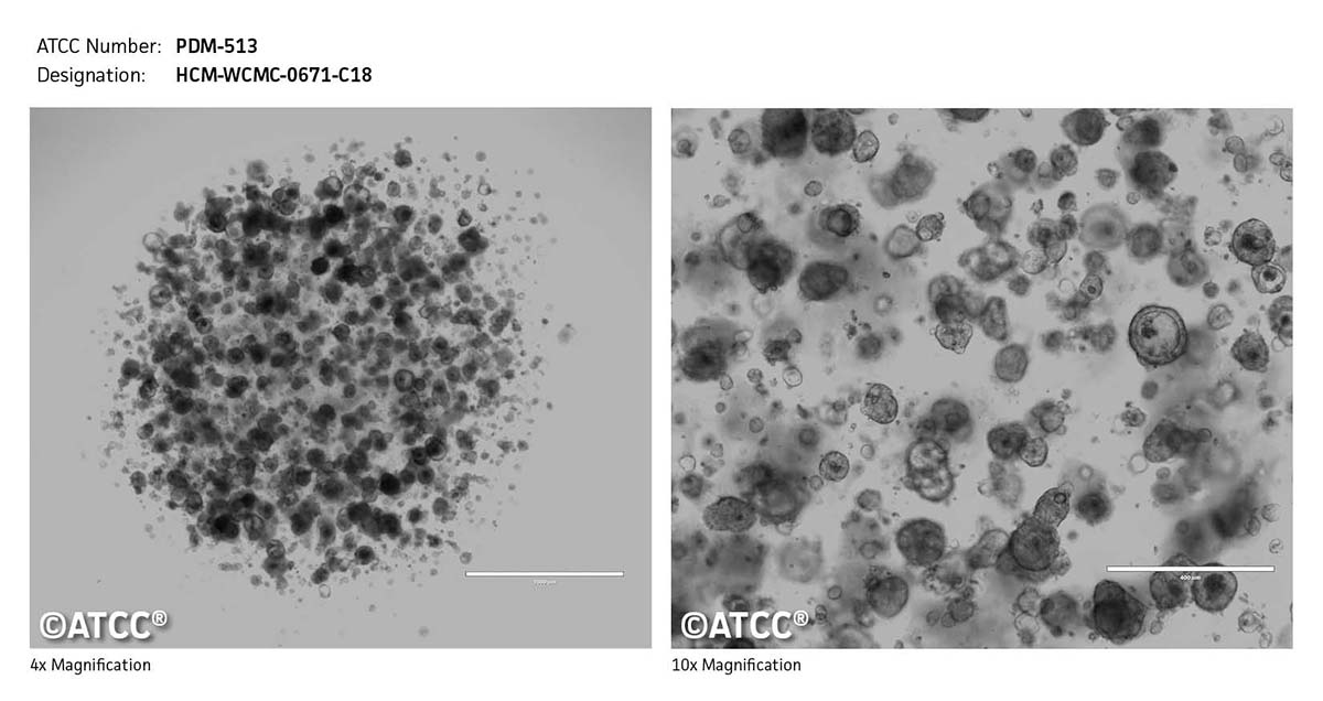 Cell micrograph PDM-513