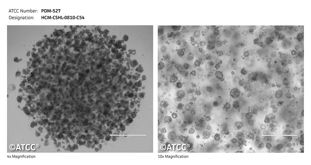 Cell micrograph PDM-527