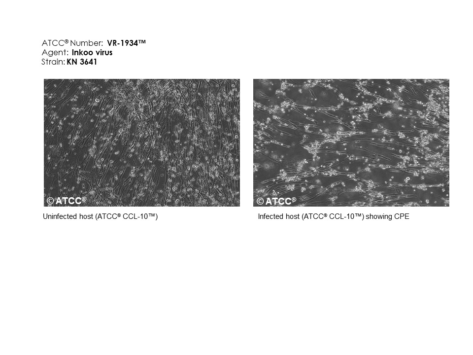 VR-1934 Micrograph